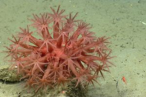 Anthomastus coral in Oceanographer Canyon